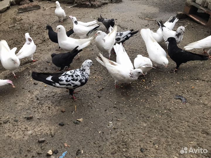 Продаются голуби
