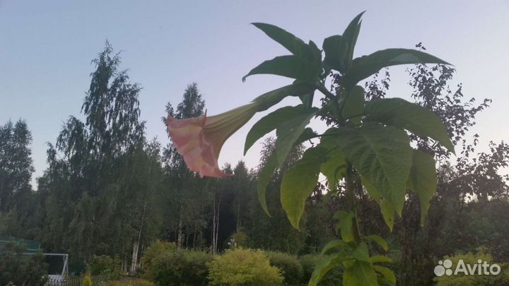 Бругмансия, черенки на срез