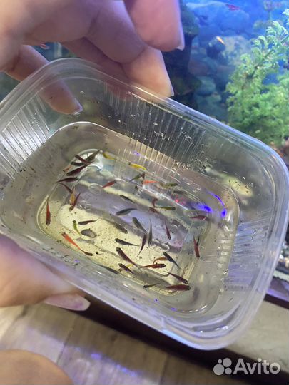 Аквариумные рыбки