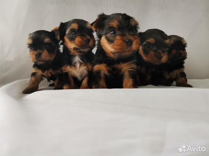 Йоркширский терьер