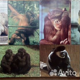 Картинки обезьяна с цветами (48 фото) » Картинки и статусы про окружающий мир вокруг