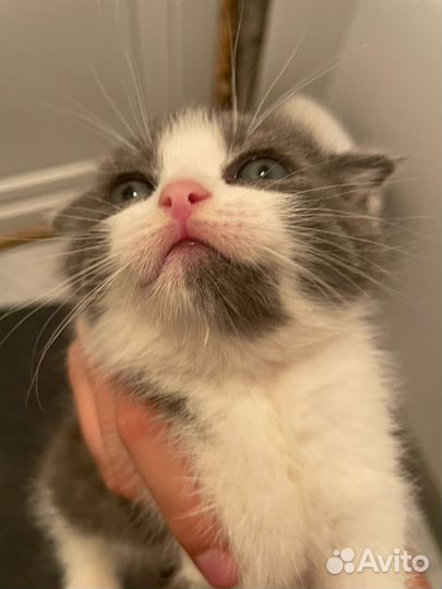 Шотландская