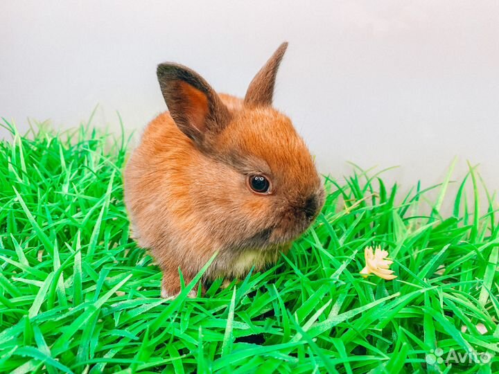 Карликовый кролик - Москва