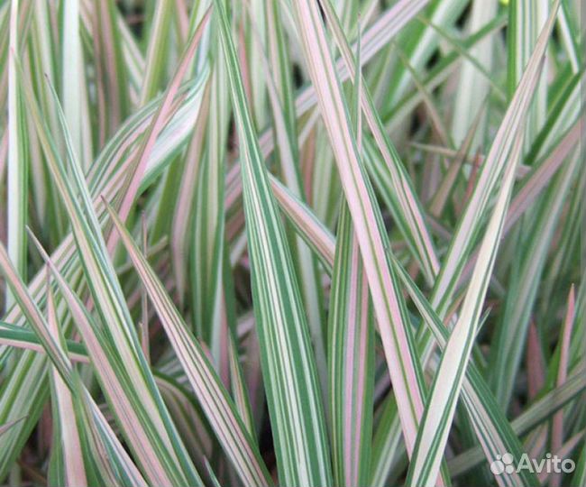 Декоративные злаки