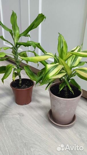 Драцена душистая Yellow Coast