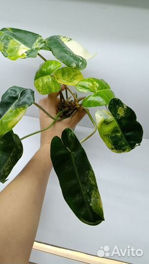 Филодендрон burle marx var