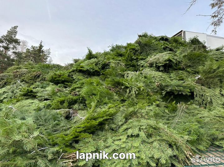 Лапник пихтовый