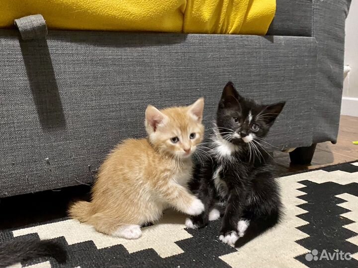 Котята в добрые руки даром