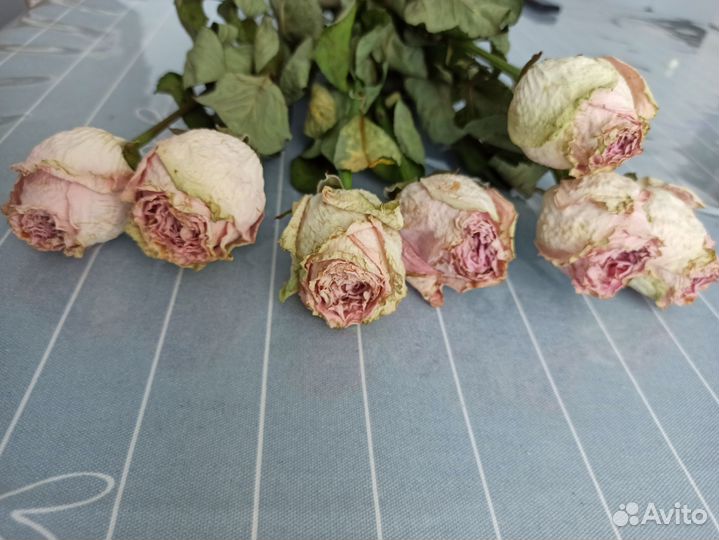 Розы засушенные, гипсофила