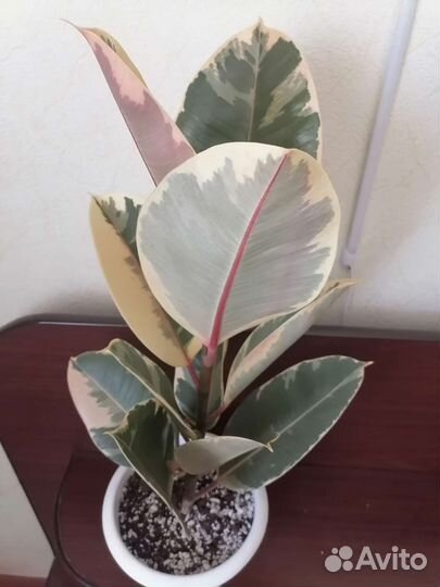 Фикус эластика тинеке