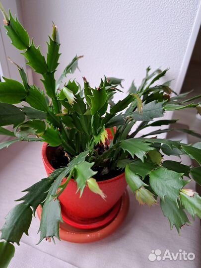 Декабрист красный