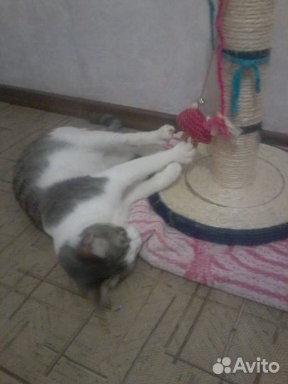 Передержка кошек и собак комнатных пород.Домашняя