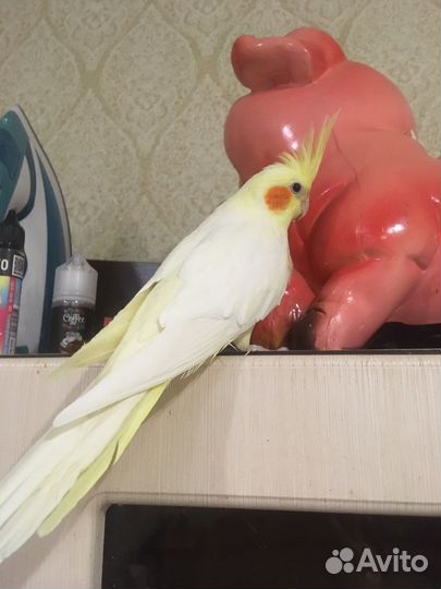Попугай корелла, девочка и мальчик