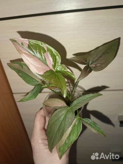 Антуриум,сингониум