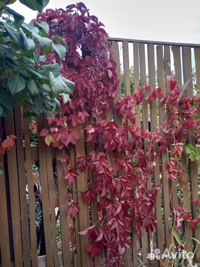 Вьющиеся:, дикий виноград, хмель