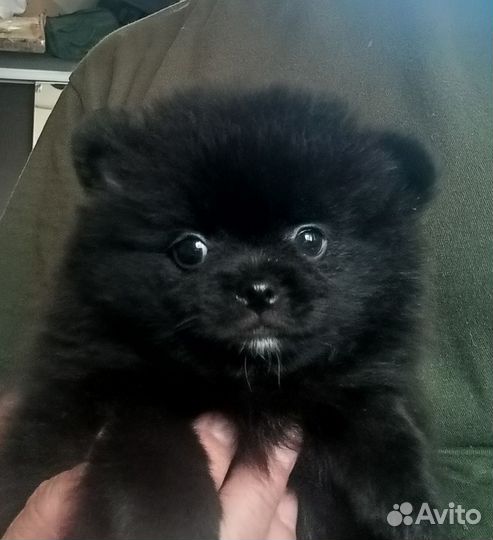 Померанский шпиц