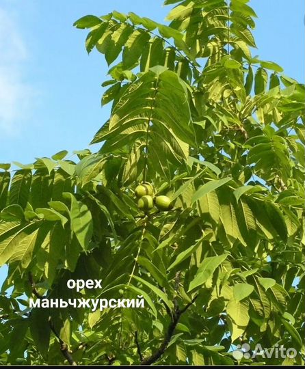 Многолетник саженцы калина орех спирея магония