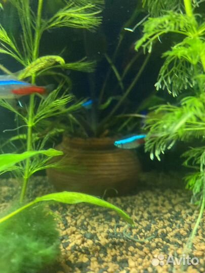 Рыбки синий неон