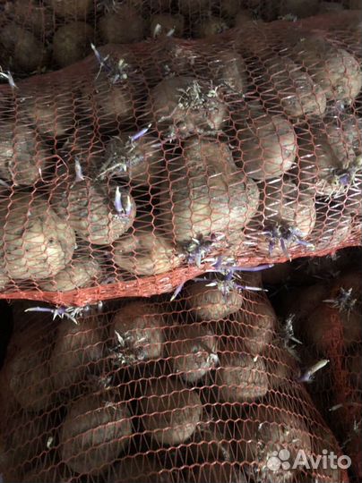 Семенной картофель Ривьера