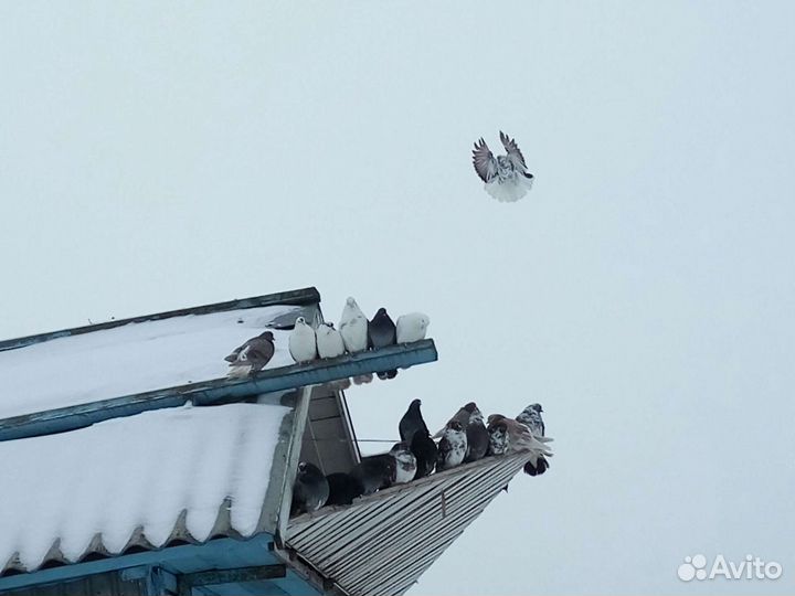 Николаевские голуби