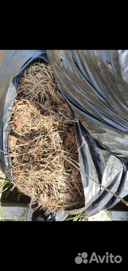 В наличии Хвойный опад