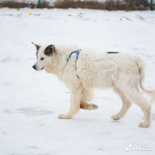 Собака из приюта в добые руки