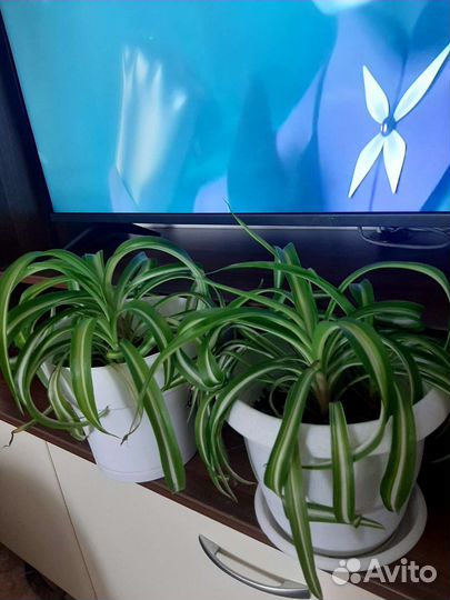 Продам цветы комнатные