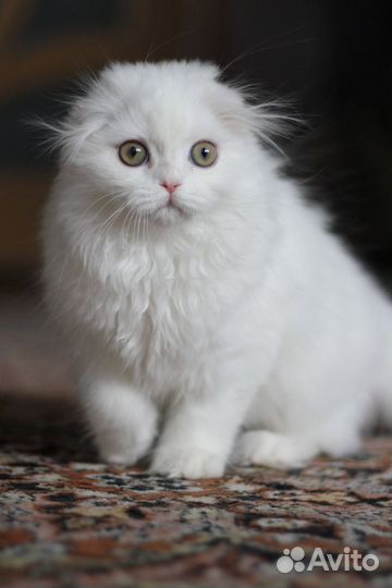 Белый хайленд фолд