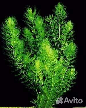 Рогалистник для аквариума