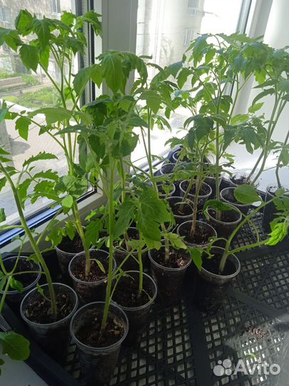 Рассада помидор и перцев