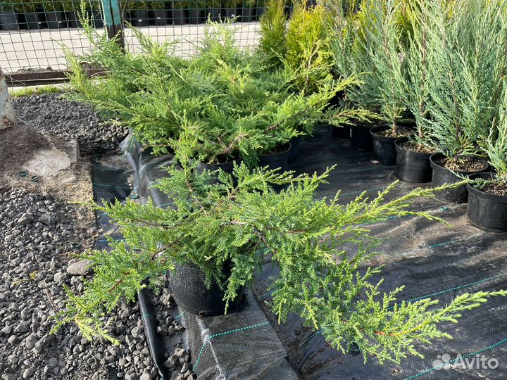 Можжевельник Минт Джулеп