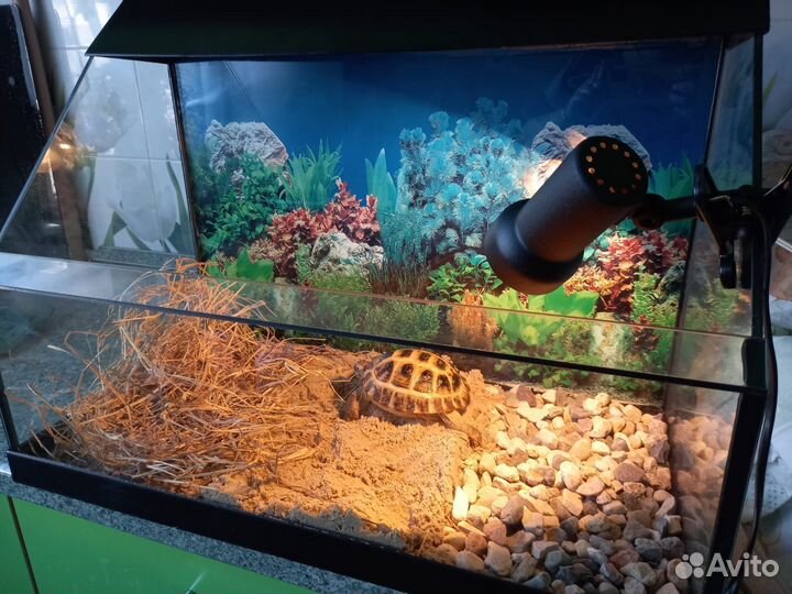 Черепаха сухопутная маленькая с Террариумом