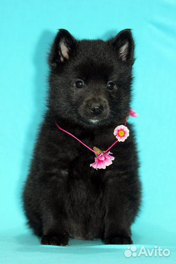 Схипперке (Шипперке) овчарка для города