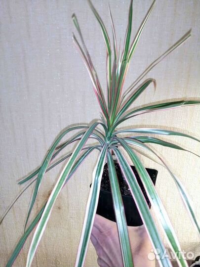 Пальма драцена