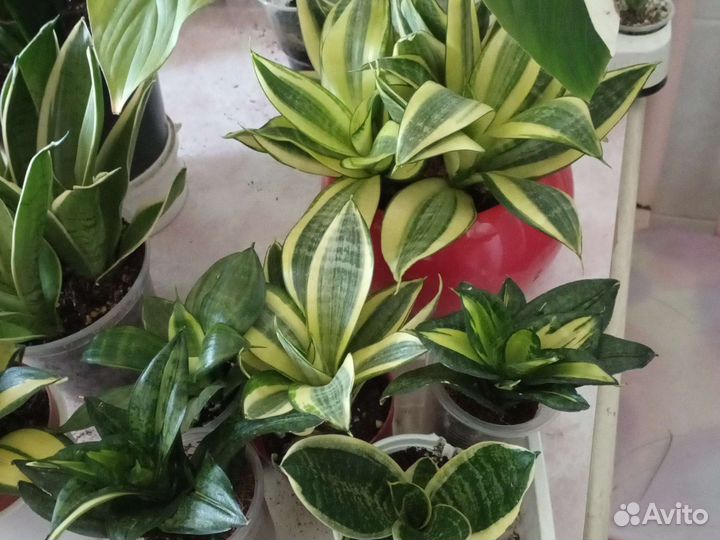 Спатифиллум Пикассо, Сансевьерии