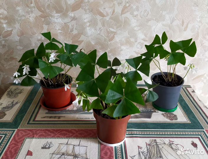 Кислица оксалис.Зеленая