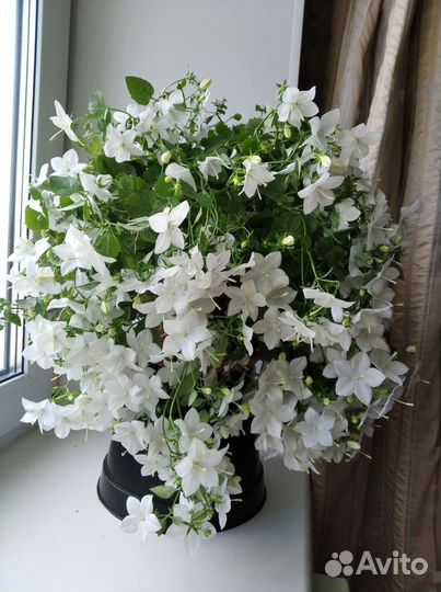 Невеста (кампанула ) цветок