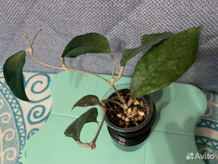 Хойя Чикен фарм / Chicken farm