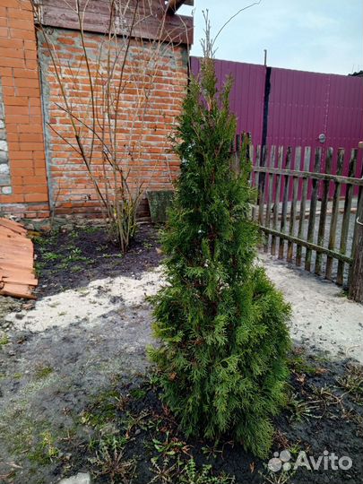 Туя 150 см