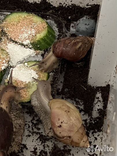 Улитки ахатины