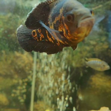 Астронотус