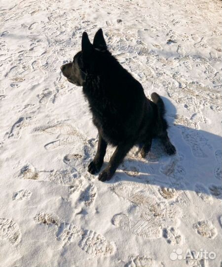 Вязка, немецкая овчарка (кобель)