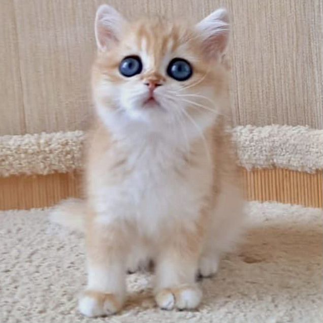 Британский короткошёрстный котёнок