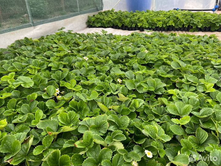 Премиальная рассада клубники (земляника садовая)