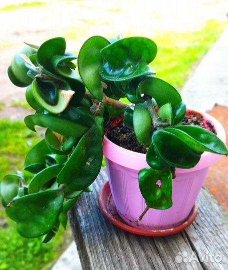 Хойя компакта