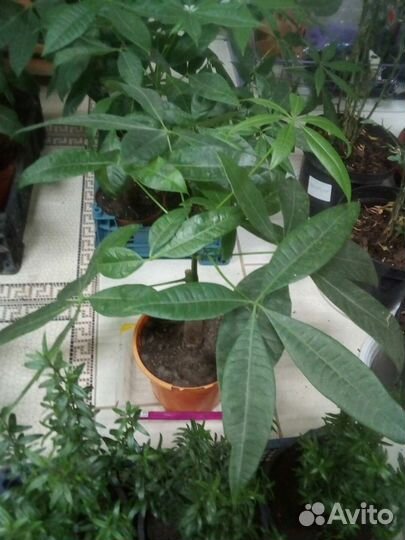 Пахира водная (Pachira aquatica)