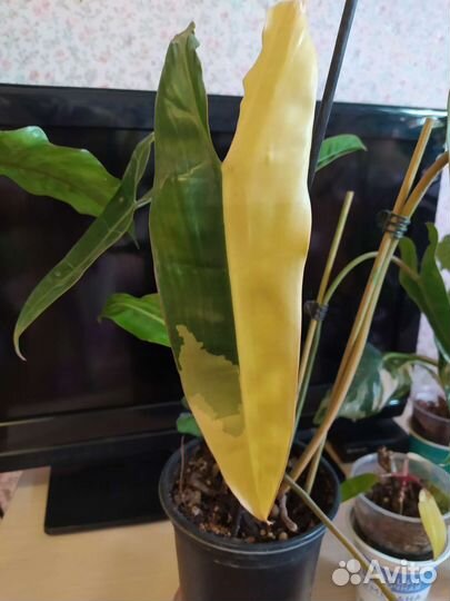 Филодендроны