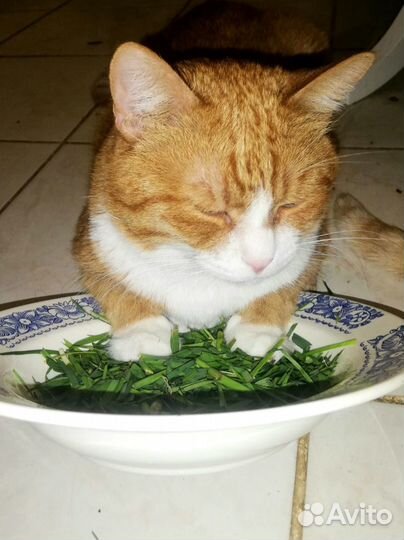 Рыжий котик Данко