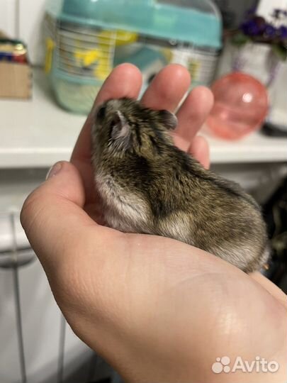 Хомяк с клеткой