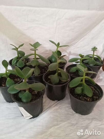 Денежное дерево толстянка